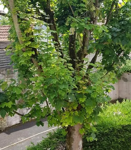 De 12m² Agreable Calme Proche Chu Apartment